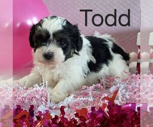 Zuchon Puppy for sale in ARTHUR, IL, USA