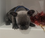 Small Photo #7 French Bulldog Puppy For Sale in SLIDELL, LA, USA