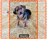 Small Photo #2 Mutt Puppy For Sale in Granbury, TX, USA