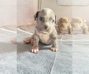 American Bully Puppy for sale in RICHMOND, VA, USA