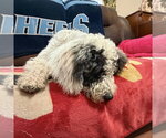 Small #1 Poodle (Standard) Mix