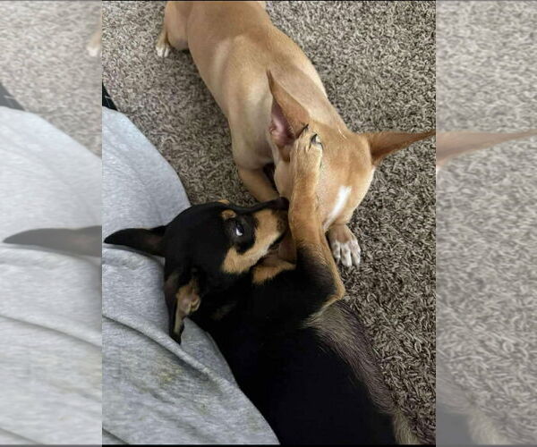 Medium Photo #3 Mutt Puppy For Sale in Visalia, CA, USA