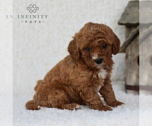 Cavapoo Puppy for sale in DORNSIFE, PA, USA