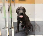 Small #1 American Pit Bull Terrier Mix