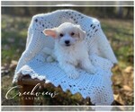 Small Photo #1 Havachon Puppy For Sale in NIANGUA, MO, USA