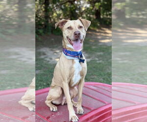 Peanut - Male Mutt Dog for Adoption - Photo #5