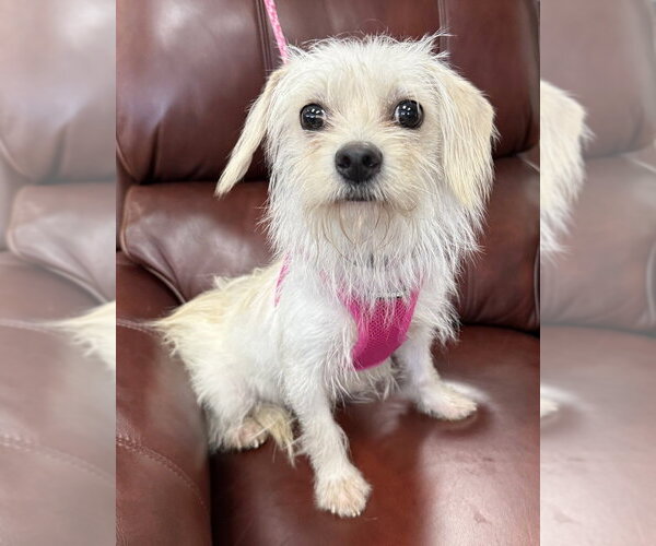 Medium Photo #1 Maltese-Unknown Mix Puppy For Sale in Mundelein, IL, USA