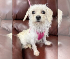 Maltese-Unknown Mix Dogs for adoption in Mundelein, IL, USA