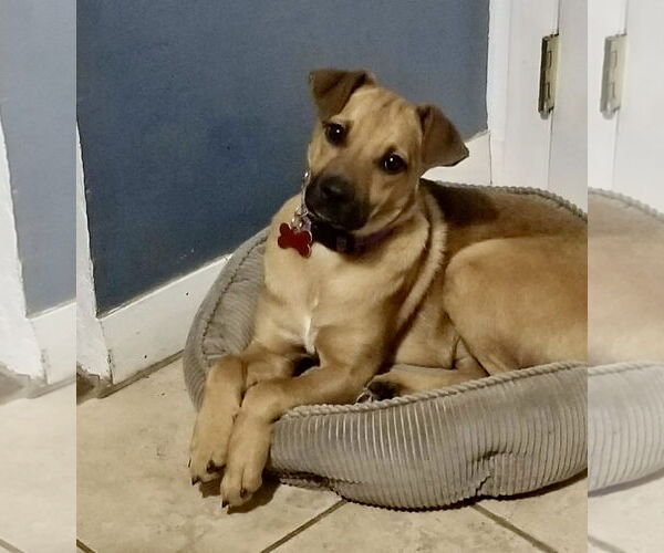 Medium Photo #2 Mountain Cur-Unknown Mix Puppy For Sale in Mount Laurel, NJ, USA