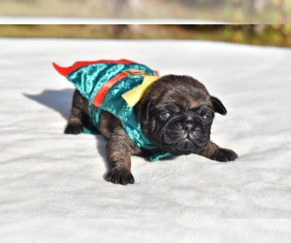 Medium Photo #1 Pug Puppy For Sale in PALM COAST, FL, USA
