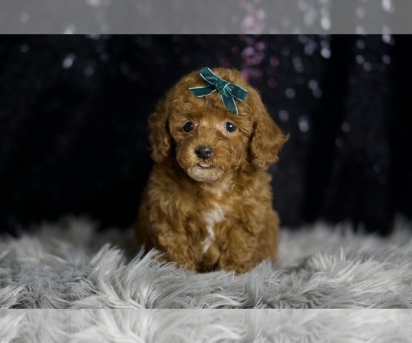 Medium Photo #70 Poodle (Toy) Puppy For Sale in WARSAW, IN, USA