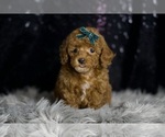 Small #2 Poodle (Toy)