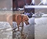 Small #5 German Pinscher-Thai Ridgeback Mix
