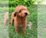 Small #1 Goldendoodle mix (+ Poodle Miniature)