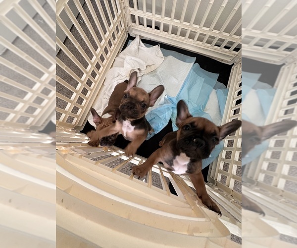 Medium Photo #1 French Bulldog Puppy For Sale in BATTLE CREEK, MI, USA