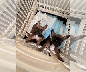 French Bulldog Litter for sale in BATTLE CREEK, MI, USA
