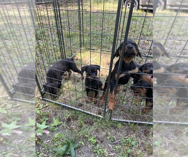 Medium Photo #3 Rottweiler Puppy For Sale in HENRICO, VA, USA