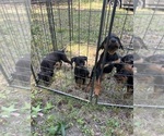Small #2 Rottweiler