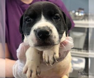 Labrador Retriever-Unknown Mix Dogs for adoption in Washington, DC, USA