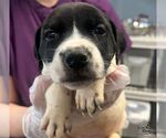 Marmalade - Female Labrador Retriever-Unknown Mix Dog for Adoption - Small photo