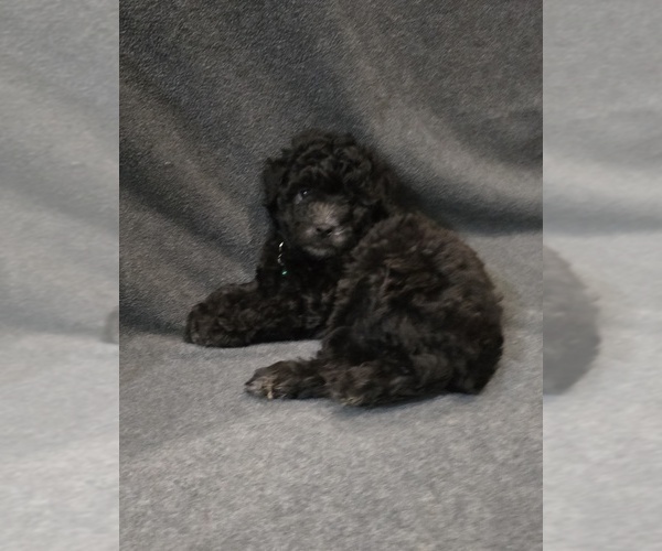 Medium Photo #3 Whoodle (Miniature) Puppy For Sale in KATY, TX, USA