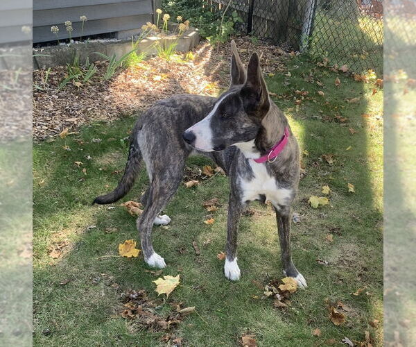 Medium Photo #10 Catahoula Leopard Dog-German Shepherd Dog Mix Puppy For Sale in Alexander, AR, USA