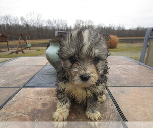 Maltipom Puppy for sale in INDIANAPOLIS, IN, USA