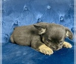 Small #17 French Bulldog