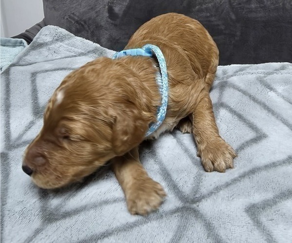 Medium Photo #29 Goldendoodle Puppy For Sale in COLLINSVILLE, IL, USA