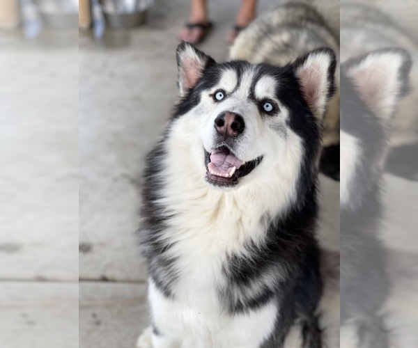 Medium Photo #1 Akita-Alusky Mix Puppy For Sale in SAN JACINTO, CA, USA