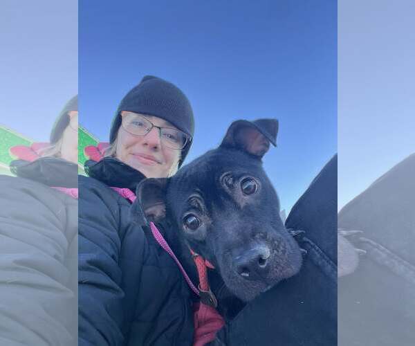 Medium Photo #5 American Pit Bull Terrier-Unknown Mix Puppy For Sale in Strongsville, OH, USA