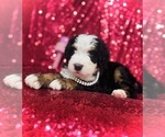 Puppy Pepper Bernedoodle-Bernese Mountain Dog Mix