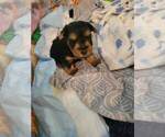 Small Photo #11 Yorkshire Terrier Puppy For Sale in PALM HARBOR, FL, USA