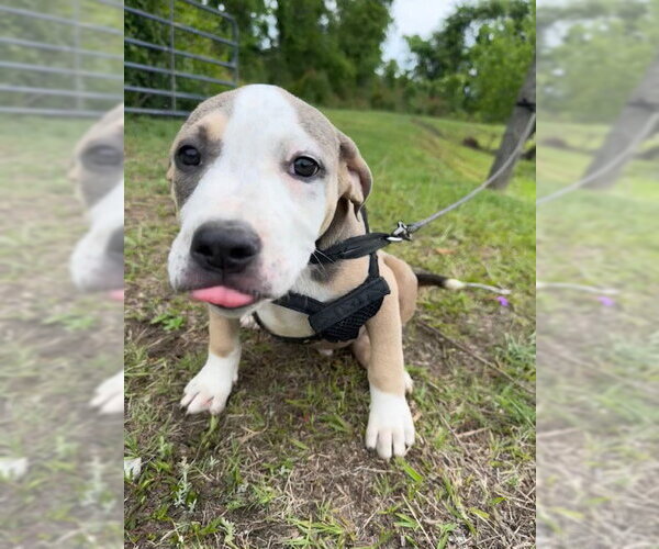 Medium Photo #3 Bulldog-Unknown Mix Puppy For Sale in Tarrytown, GA, USA