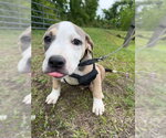 Small #2 Bulldog Mix