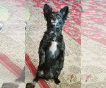 Small #1 Chiweenie