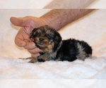 Small #8 Poodle (Toy)-YorkiePoo Mix