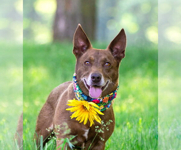 Medium Photo #1 Mutt Puppy For Sale in Unionville, PA, USA