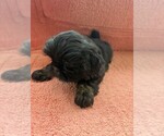 Small #3 Shih Tzu