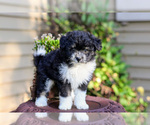 Puppy Vince Pom-A-Poo