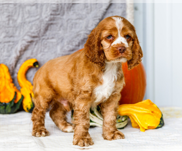 Medium Photo #4 Cocker Spaniel Puppy For Sale in WAKARUSA, IN, USA