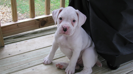 Medium Photo #1 Boxer Puppy For Sale in SORRENTO, LA, USA