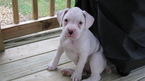 Small Photo #1 Boxer Puppy For Sale in SORRENTO, LA, USA