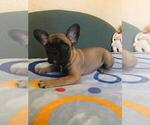 Small Photo #5 French Bulldog Puppy For Sale in BAY VIEW, WI, USA