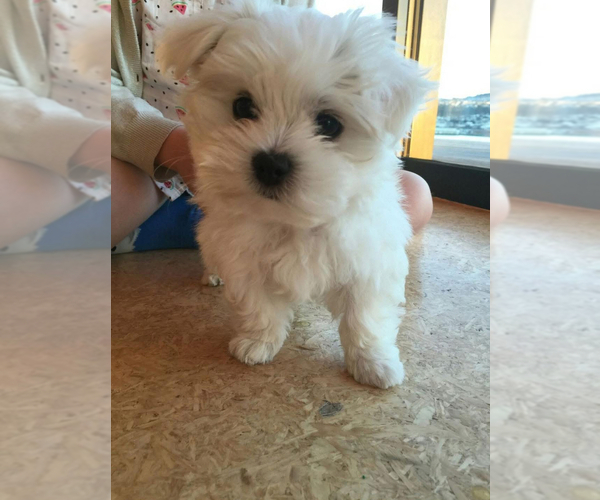Medium Photo #1 Maltese Puppy For Sale in BLOOMINGTON, IN, USA