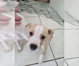 American Pit Bull Terrier-Labrador Retriever Mix Dogs for adoption in The Woodlands, TX, USA