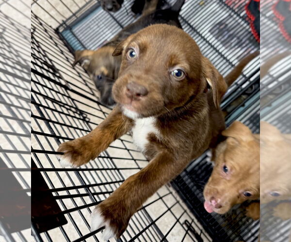 Medium Photo #4 Boxador Puppy For Sale in GILBERTS, IL, USA