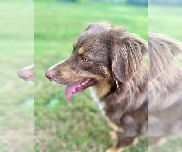 Medium Photo #3 Australian Shepherd Puppy For Sale in Mooresville, NC, USA