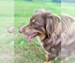 Small #2 Australian Shepherd