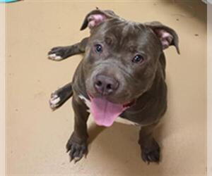 Mutt Dogs for adoption in Chula Vista, CA, USA